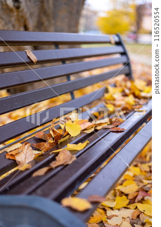 Close-up of a bench covered in colorful fallen leaves in an autumn park. Background Bench in the fall. Close-up of a bench covered in colorful fallen leaves in an autumn park. Background Bench in the fall. 116520554