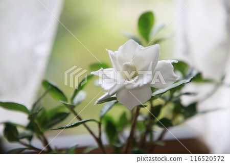 熱帶的白花 熱帶的白花 116520572