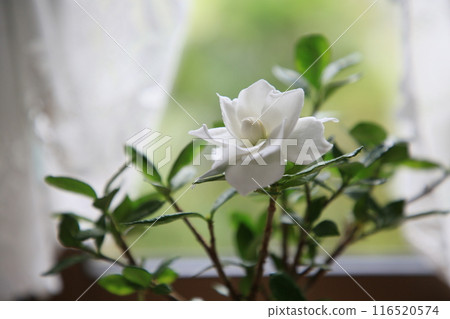 Tropical white flowers 116520574