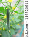 Fresh cucumbers grown in a greenhouse 116520611