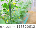 Fresh cucumbers grown in a greenhouse 116520612