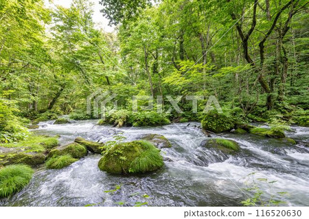 Summer Oirase Gorge, Ishigedo Rapids, Towada City, Aomori Prefecture Summer Oirase Gorge, Ishigedo Rapids, Towada City, Aomori Prefecture 116520630