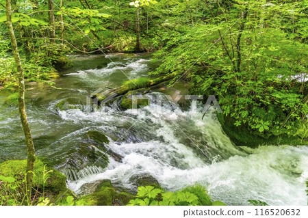 Summer Oirase Gorge, Ishigedo Rapids, Towada City, Aomori Prefecture 116520632