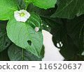 A worm-eaten Japanese lantern plant leaf 116520637
