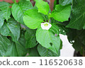 A worm-eaten Japanese lantern plant leaf 116520638