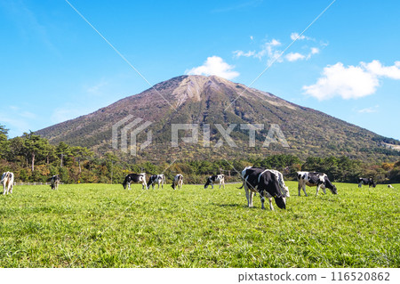 大山的秋葉和大山牧場牛奶之裡附近吃草的乳牛 116520862