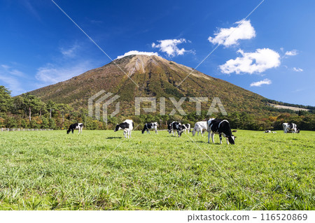 大山的秋葉和大山牧場牛奶之裡附近吃草的乳牛 大山的秋葉和大山牧場牛奶之裡附近吃草的乳牛 116520869