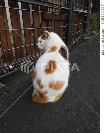 Sotetsu line Hoshikawa station calico cat local cat 116521197