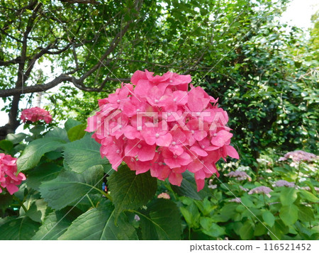 Kyoto Umemiya Taisha Shrine Hydrangea Pink Hydrangea 116521452