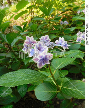 Kyoto Umenomiya Taisha Hydrangea 116521485