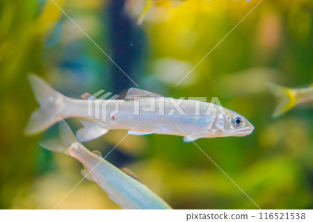 transparent fish photos transparent fish photos 116521538