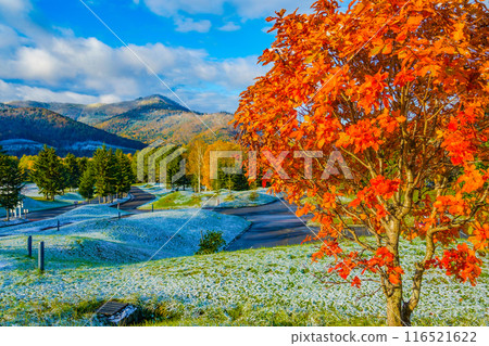 陽光下的秋天色彩 116521622