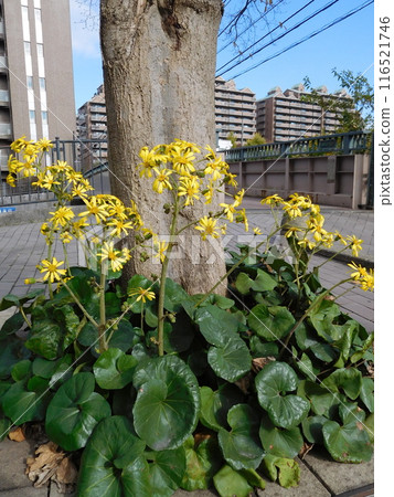 相鐵線 星川站 津和吹 116521746