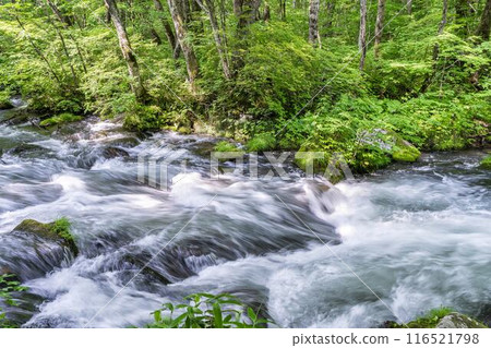 夏季奧入瀨青森縣十和田市慶隆三郎之路 夏季奧入瀨青森縣十和田市慶隆三郎之路 116521798