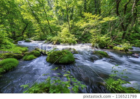Summer Oirase Gorge, Ishigedo Rapids, Towada City, Aomori Prefecture Summer Oirase Gorge, Ishigedo Rapids, Towada City, Aomori Prefecture 116521799