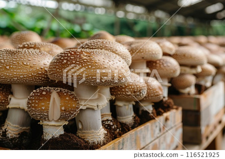 Shiitake mushrooms being cultivated the traditional organic way Shiitake mushrooms being cultivated the traditional organic way 116521925