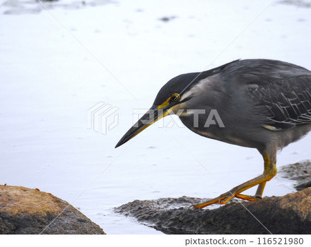 Great blue heron 116521980