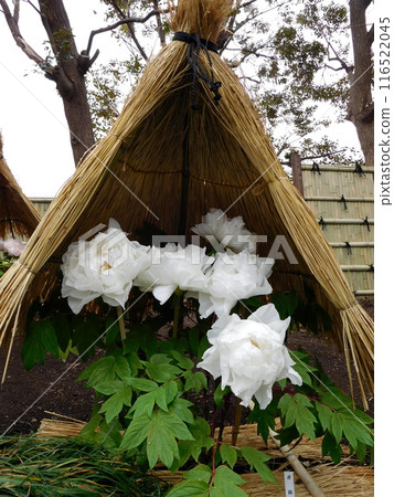 Kamakura Tsurugaoka Hachimangu Shrine Shrine Button Garden Button 116522045