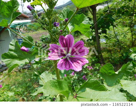 Kyoto Ohara Sanzenin Temple Malva sieboldii 116522114