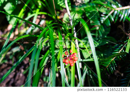 岡山縣真庭郡新莊村山道旁的毛無山七葉樹人參果 岡山縣真庭郡新莊村山道旁的毛無山七葉樹人參果 116522133