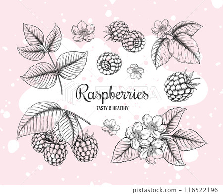 Raspberry sketch. Vintage berry. Tasty and healthy fruit. Blackberry flavor. Outline wild forest leaves. Plant branches. Jam or dessert. Botanical drawing elements. Vector frame banner 116522196