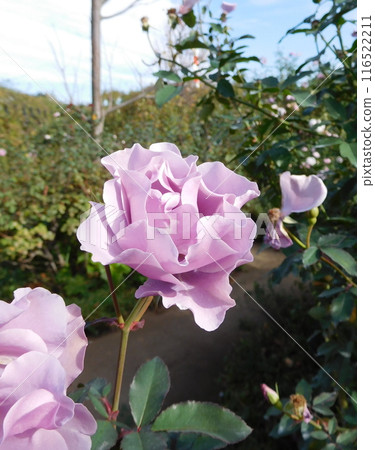 玫瑰紫色的花園 玫瑰紫色的花園 116522211