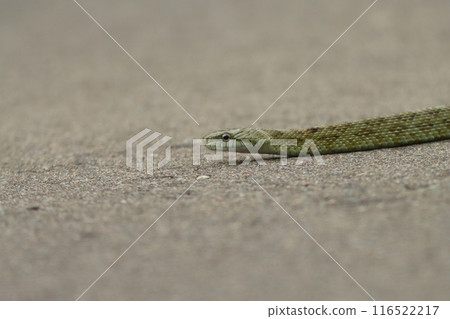 藍色雛菊沿著路移動 藍色雛菊沿著路移動 116522217