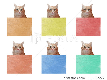 持有不同顏色標誌的貓 116522227