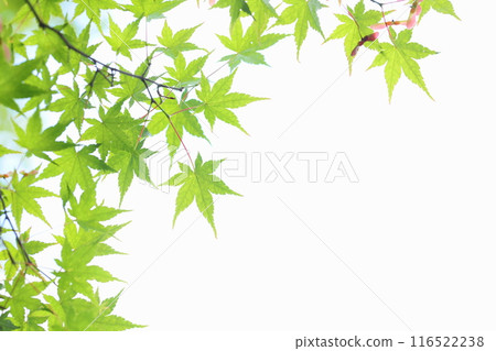 鮮綠楓葉【白色背景】【天空背景】 鮮綠楓葉【白色背景】【天空背景】 116522238