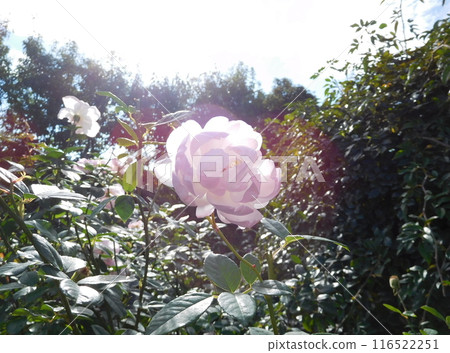 玫瑰與天空 斯卡伯勒集市 116522251