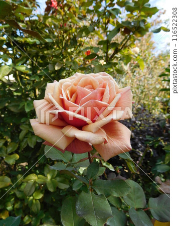 Tom Browne Rose Tom Browne Rose 116522308