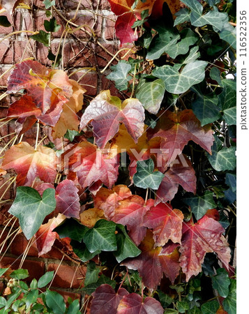 Natsuta秋葉 116522356