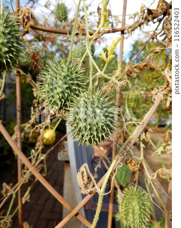Cucumis fruit 116522403