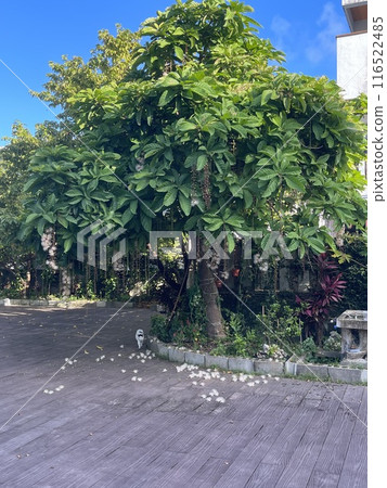 清晨的薩加里巴納樹 116522485