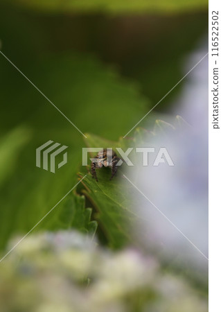 繡球花葉上的三河鴴/蜘蛛 繡球花葉上的三河鴴/蜘蛛 116522502