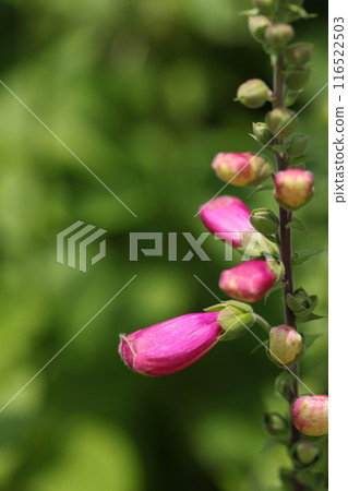 毛地黃花蕾 毛地黃花蕾 116522503
