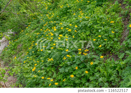 Summer mountain climbing: Mt. Tsurugidake Summer mountain climbing: Mt. Tsurugidake 116522517