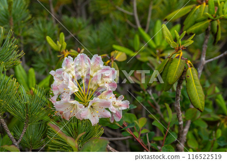 夏季登山津岳 夏季登山津岳 116522519