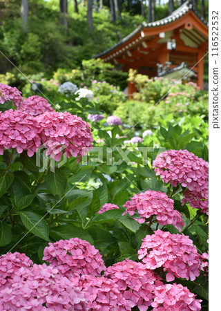 Pink hydrangeas, Mimuroto Temple, Uji City Pink hydrangeas, Mimuroto Temple, Uji City 116522532