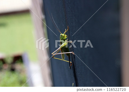 房子紗門上的蚱蜢 房子紗門上的蚱蜢 116522720