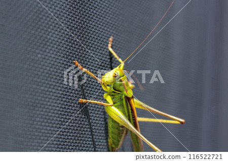 房子紗門上的蚱蜢 116522721