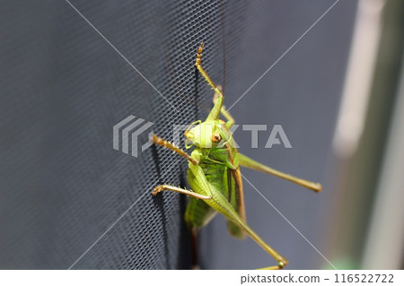 Grasshopper on the screen door of the house Grasshopper on the screen door of the house 116522722