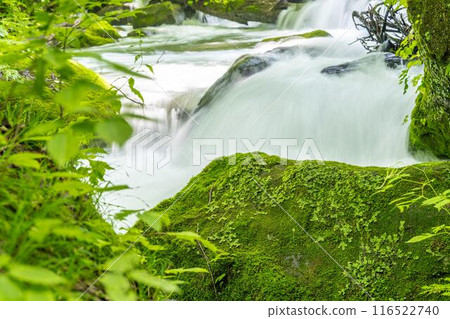 Summer Oirase Gorge, Tobikin Stream, Towada City, Aomori Prefecture 116522740