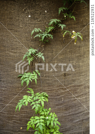 Detail of green background of decorative bushes in the city Detail of green background of decorative bushes in the city 116522931