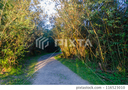 Matsqui Trail along the Fraser River bank near Mission Bridge, Fraser Valley, BC, Canada 116523010