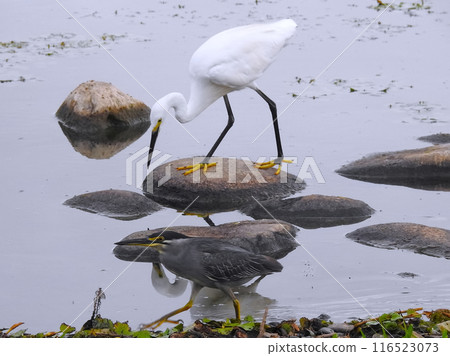 Heron Heron 116523073