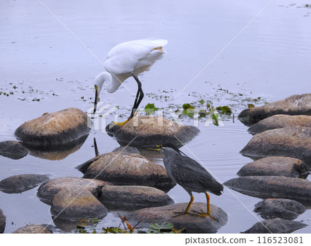 Heron Heron 116523081