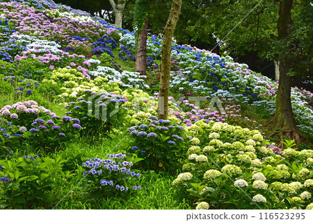 靜岡縣 香井百合園 繡球花田 靜岡縣 香井百合園 繡球花田 116523295