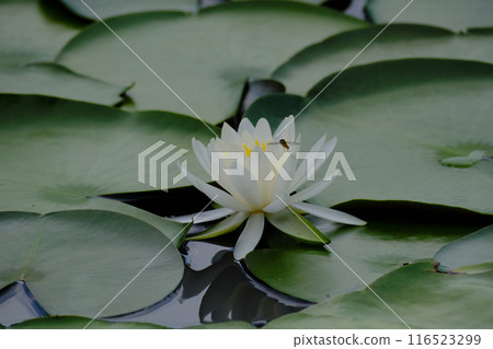 飛進白色睡蓮花的食蚜蠅 飛進白色睡蓮花的食蚜蠅 116523299