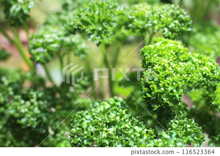 Parsley leaves 116523364